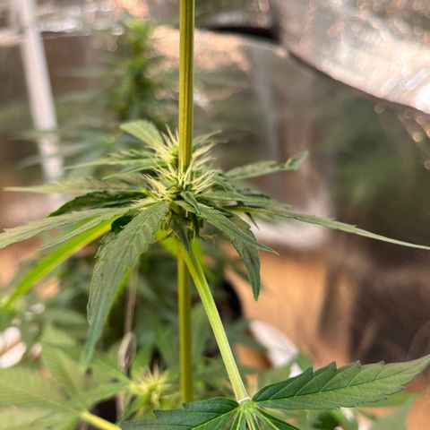Bella Blue growlog photo: In love