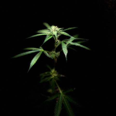 Bella Blue growlog photo: In love