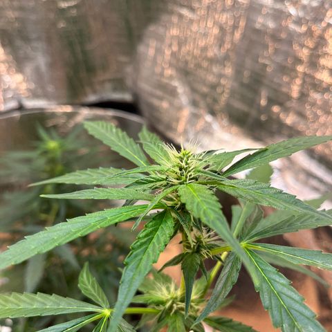 Bella Blue growlog photo: In love