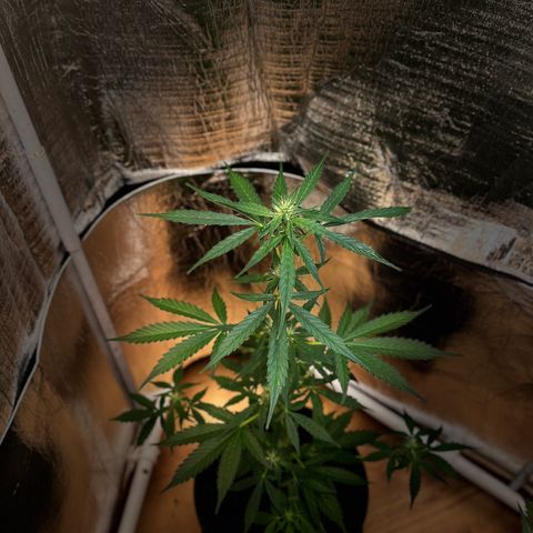 Bella Blue growlog photo: In love