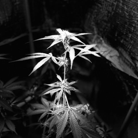 Bella Blue growlog photo: In love