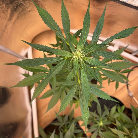 Bella Blue growlog photo: In love