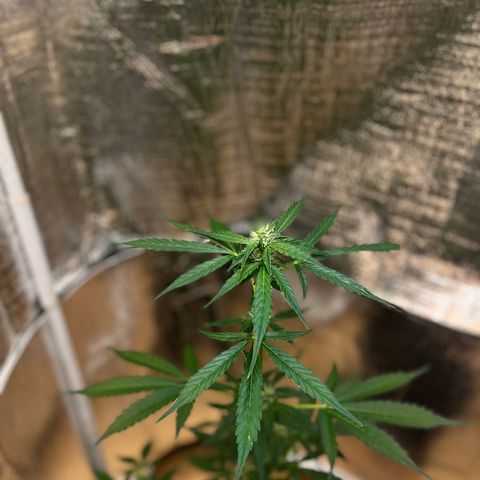 Bella Blue growlog photo: In love