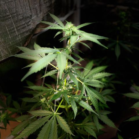 Bella Blue growlog photo: In love
