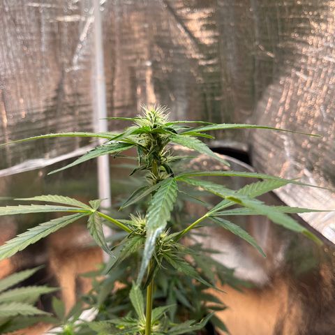 Bella Blue growlog photo: In love