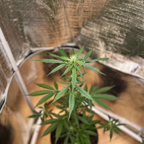 Bella Blue growlog photo: In love