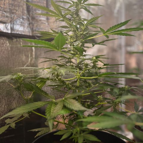 Renate growlog photo: Will produce a big headbut