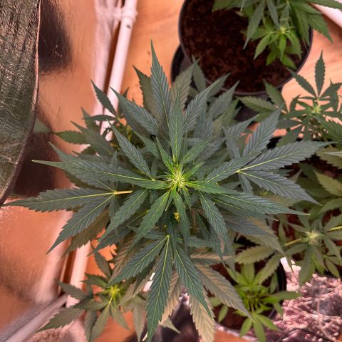 Renate growlog photo: Will produce a big headbut