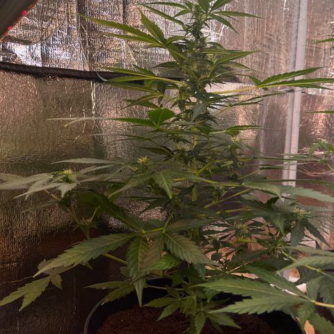 Renate growlog photo: Will produce a big headbut
