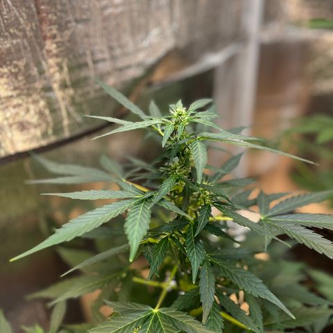 Renate growlog photo: Will produce a big headbut