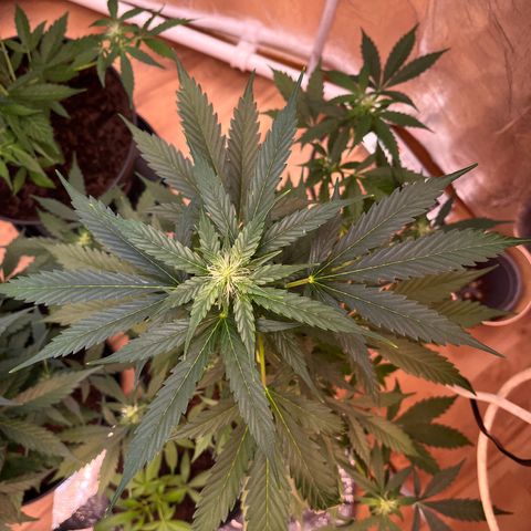 Radical Russian growlog photo: Looks beauty