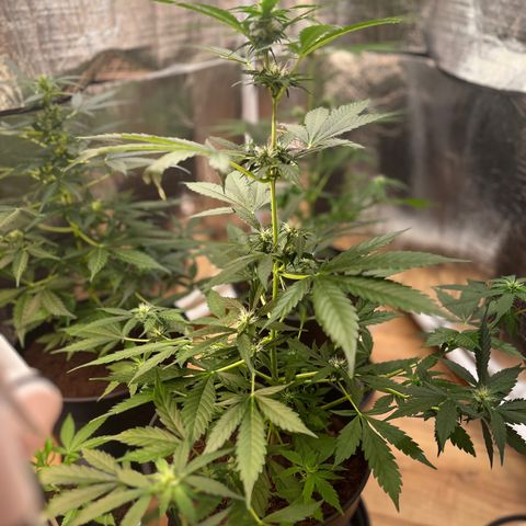 Radical Russian growlog photo: Looks beauty