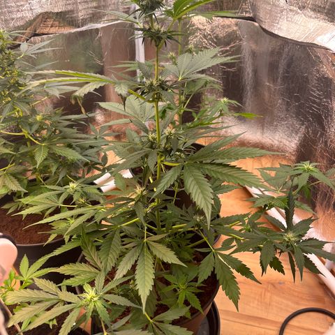 Radical Russian growlog photo: Looks beauty