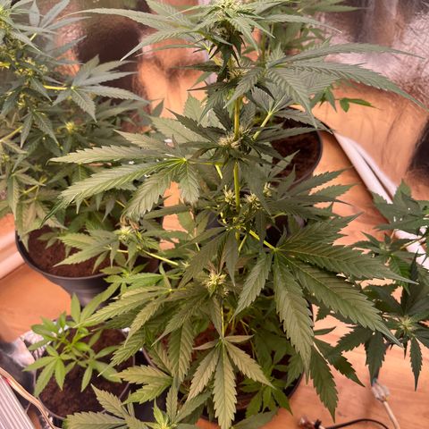 Radical Russian growlog photo: Looks beauty