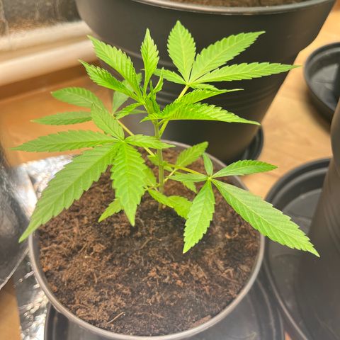 Ashley Ash growlog photo: Right move