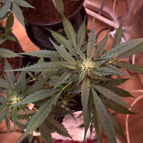 Bella Blue growlog photo: Ouh damned sexy