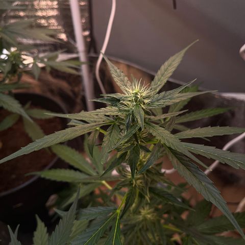 Bella Blue growlog photo: Ouh damned sexy