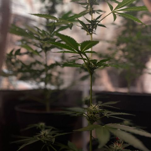 Bella Blue growlog photo: Ouh damned sexy