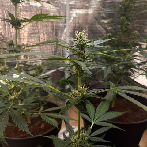 Bella Blue growlog photo: Ouh damned sexy
