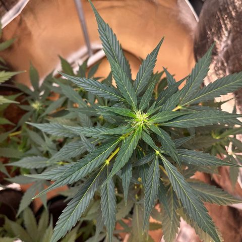 Renate growlog photo: B.I.G. Head 