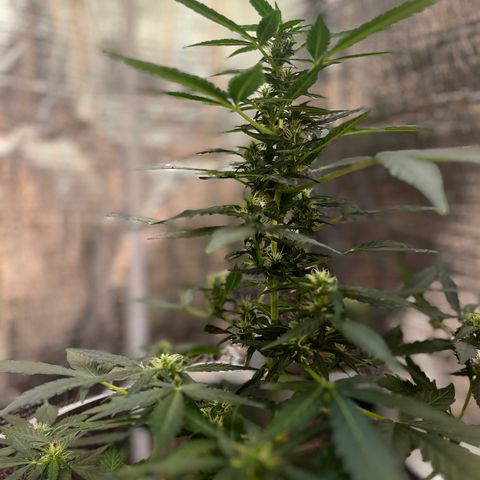Renate growlog photo: B.I.G. Head 
