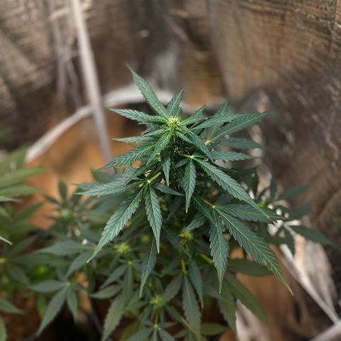 Renate growlog photo: B.I.G. Head 