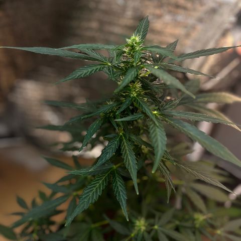 Renate growlog photo: B.I.G. Head 