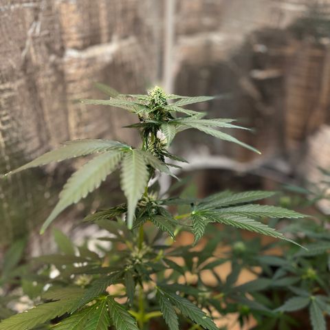 Radical Russian growlog photo: I have the feeling it will boom 