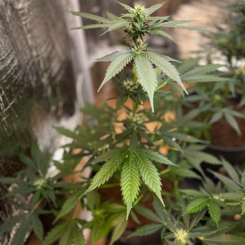 Radical Russian growlog photo: I have the feeling it will boom 