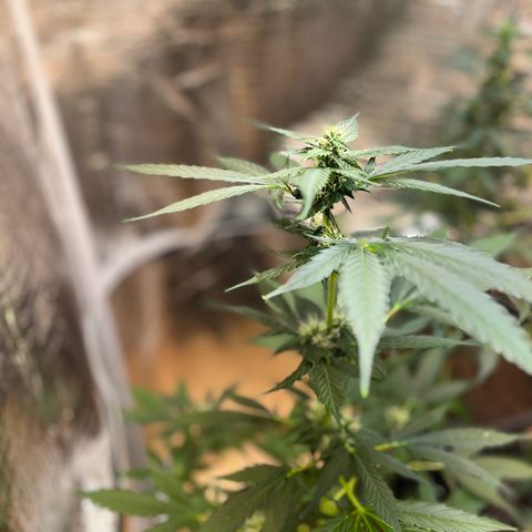 Radical Russian growlog photo: I have the feeling it will boom 