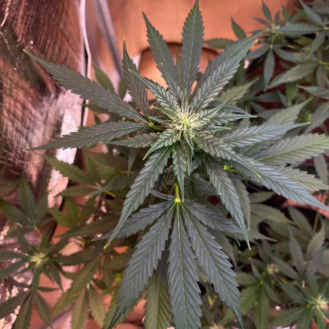 Radical Russian growlog photo: I have the feeling it will boom 