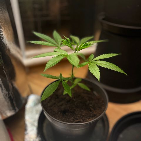 Ashley Ash growlog photo: Tiny and sexy