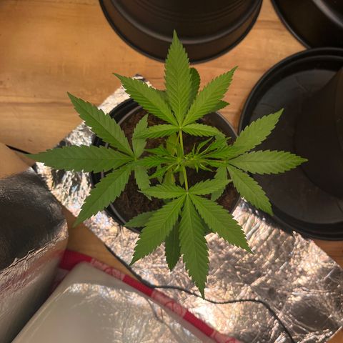 Ashley Ash growlog photo: Tiny and sexy