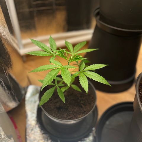 Ashley Ash growlog photo: Tiny and sexy