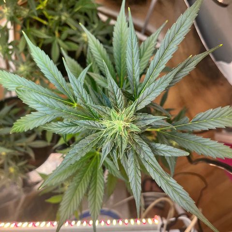 Bella Blue growlog photo: After a few days without update here the buds !!!