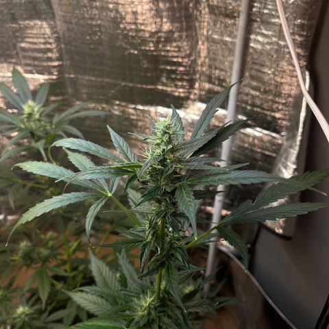 Bella Blue growlog photo: After a few days without update here the buds !!!