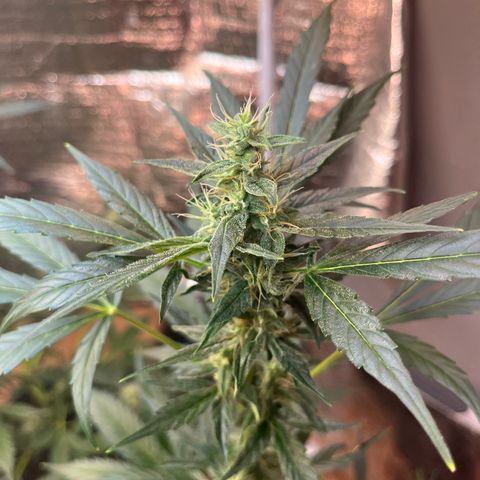 Bella Blue growlog photo: After a few days without update here the buds !!!