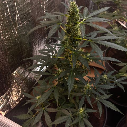 Renate growlog photo: After a few days without update here the buds !!!