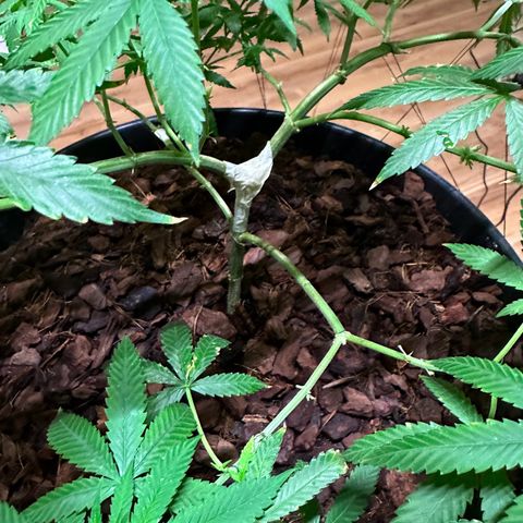 Ashley Ash growlog photo: SCROG works great