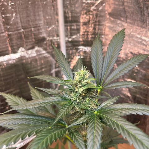 Radical Russian growlog photo: After a few days without update here the buds !!!