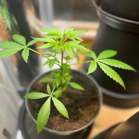 Ashley Ash growlog photo: Hydra is alive 