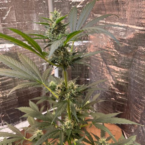 Radical Russian growlog photo: After a few days without update here the buds !!!