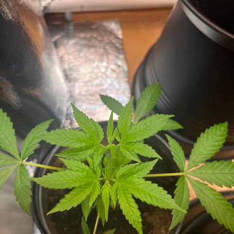 Ashley Ash growlog photo: Hydra is alive 