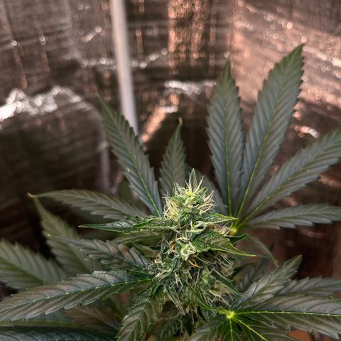 Radical Russian growlog photo: After a few days without update here the buds !!!