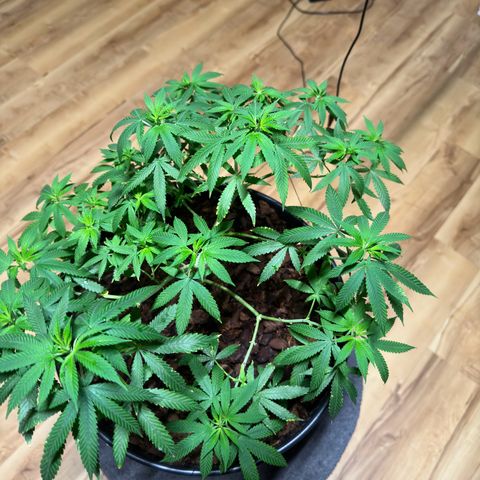 Ashley Ash growlog photo: SCROG works great