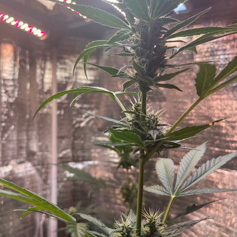 Bella Blue growlog photo: After a few days without update here the buds !!!