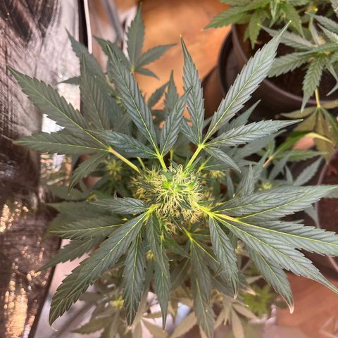 Renate growlog photo: After a few days without update here the buds !!!