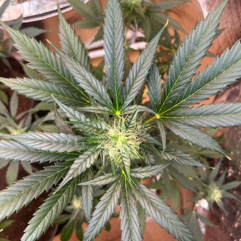 Radical Russian growlog photo: After a few days without update here the buds !!!