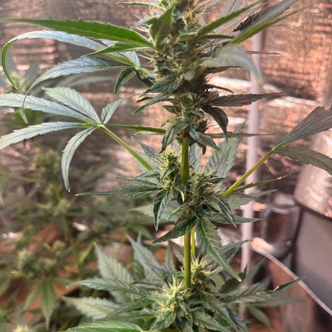 Bella Blue growlog photo: After a few days without update here the buds !!!