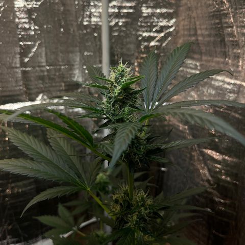 Radical Russian growlog photo: After a few days without update here the buds !!!